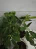绿有意绿植盆栽多肉花卉盆栽植物室内桌面水培绿植办公室客厅植物懒人 文竹+罗汉松+鸭脚木+满天星 实拍图