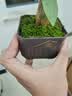 水培植物铁树小盆栽办公室内微景观桌面创意好养易活绿植花卉盆景 发财树盆栽 舍得盆加底托 高度15-25cm 实拍图