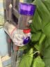戴森（DYSON） V8无绳吸尘器 手持无线吸尘器 除螨 宠物 家庭适用 实拍图