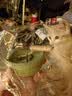 憨憨乐园猫薄荷玩具木天蓼羽毛逗猫棒猫玩具猫咪玩具小猫幼猫自嗨解闷磨牙 实拍图