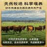 月盛斋 原切进口牛腱子净重3斤  进口生鲜酱卤炖煮食材清真中华老字号 实拍图