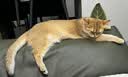 宠侣宠物冻干鹌鹑猫零食猫咪高蛋白增肥发腮磨牙生骨肉肉干50g 实拍图