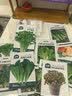 北蔬 各种蔬菜种子大全四季可种菜籽秋季菠菜生菜香菜小葱阳台 实拍图