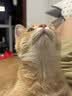 沃趣 猫砂2.0升级版低尘猫砂膨润土清香型猫砂强效除臭20斤易储存 实拍图
