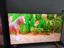 TCLSQD-Mini LED电视 65T7M Pro 75英寸【回音壁套装版本】100%全局高色域 T7L Ultra 实拍图