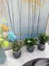 花行榜绿萝发财树水培绿植室内办公室幼儿园桌面盆栽除醛小花卉源头直发 实拍图