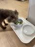 HELLOJOY猫碗狗碗陶瓷猫狗食盆猫咪饭碗喝水碗粮碗双碗不易打翻 宠物餐桌 实拍图