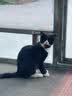 力狼猫罐头补水汤罐猫咪汤包幼猫成猫零食宠物食品猫湿粮 【28罐囤货装】混合口味汤罐85g 实拍图