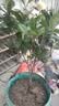 桂花树苗盆栽室内四季桂花卉植物金桂丹桂庭院大树浓香型绿植开花 【四季桂】粗1cm 高0.8-1米土球发货 实拍图