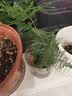 文竹盆栽植物室内客厅中式禅意盆景办公室桌面花卉云竹迷你小绿植 精品文竹1盆（整体15-25厘米高）育苗盆原土发货 实拍图
