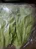 罗马生菜约500g 实拍图