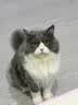 LEGENDSANDY蓝氏猎鸟乳鸽生骨肉冻干猫粮 全价成猫幼猫猫粮 盒装4.5kg 实拍图