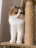 皇家英短成猫粮 BS34 通用粮 12月以上 4.5KG 实拍图