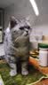 LEGENDSANDY蓝氏全价猫粮生骨肉冻干成猫幼猫猎鸟乳鸽9kg(1.5kg*6)【囤货装】 实拍图