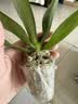 蝴蝶兰花苗盆栽室内观花植物桌面阳台年宵花卉四季开花绿植花卉 紫精灵蝴蝶兰【不带花含原盆土】 实拍图
