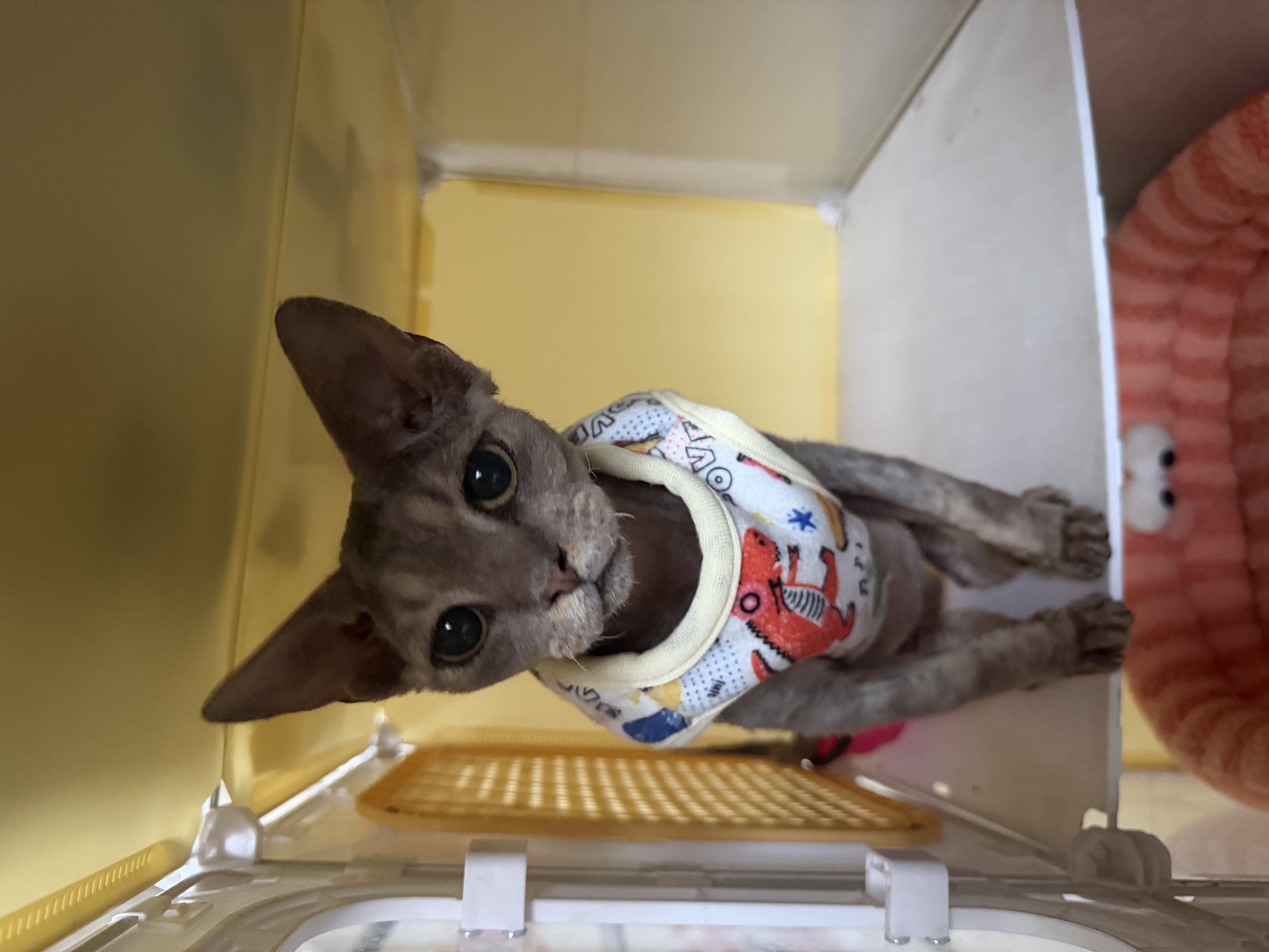 卫仕（NOURSE）羊奶粉0乳糖低敏速溶猫咪狗狗怀孕新生幼猫幼犬专用5A级营养配方 【猫用】A2亲和羊奶粉200g 实拍图