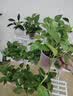 京东绿植绿萝盆栽除甲醛花卉绿植办公室新房净化空气180加仑4盆装源头直发 实拍图