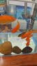 森森鱼缸增氧泵水族箱氧气泵LQE-100家用小型充氧泵4W单孔+全套配件 实拍图