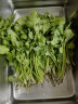地之源有机香菜  芫荽  新鲜蔬菜生鲜  现摘现发新鲜到家 500g 实拍图