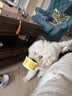 麦富迪营养森林狗粮 肉松双拼犬粮 成犬幼犬通用泰迪金毛鲜鸡肉肉松粮 通用型肉松狗粮10kg 实拍图