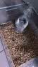 暮秋小主龙猫活物 龙猫活体幼崽宠物毛丝鼠亲人可爱家养网红活宠疫苗齐全 米色弟弟【新手推荐】 实拍图