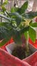 水培植物铁树小盆栽办公室内微景观桌面创意好养易活绿植花卉盆景 发财树盆栽 舍得盆加底托 高度15-25cm 实拍图