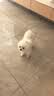 皇家狗粮 博美成犬狗粮 犬粮 宠物小型犬 PM26 全价犬粮 ≥8月 2KG 实拍图