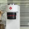 Tim Hortons天好TimsA2胶囊咖啡机小型家用全自动办公室冷萃小巧便携式胶囊咖啡机咖啡粉胶囊两用 实拍图