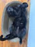 疯狂的主人猫抓板窝特大号猫玩具猫爪板猫抓盆不掉屑猫窝椭圆形瓦楞纸 实拍图