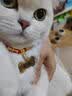 咏颖（YTYIN）猫咪狗狗项圈定制刻字猫牌可调节防走丢牌项链狗牌脖圈铃宠物吊牌 招财款+耳朵牌（定制内容，找客服备注） S-小型（建议1-6斤） 实拍图
