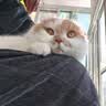 霍曼（Homerun）Real智能自动喂食器猫粮定时猫猫咪自动投食机PF20（不锈钢碗） 实拍图