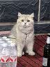 网易严选宠爱相伴全价猫粮 实惠主粮成幼猫爱心公益 美毛护肠胃 1.8kg*4袋 实拍图