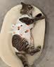 欢宠网宠物猫咪绝育服猫手术服母猫衣服断奶术后恢复猫猫小猫透气防舔衣 实拍图