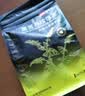三匠黑苦荞茶珍珠茶360g（6g*60袋）四川大凉山荞麦茶养生茶饮 实拍图