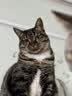 星益生趣（STELLA&CHEWY'S）SC美国进口猫粮RC冻干涂层全价无谷鸡肉4.5kg主食冻干高蛋白 实拍图