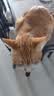 博莱得利滴眼液猫咪猫鼻支眼药水宠物猫专用打喷嚏流眼泪疱疹病毒狗狗洗眼液硼酸滴眼液 实拍图