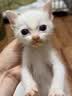 多特思湿猫粮幼猫奶糕酱离乳期幼猫零食猫条进口羊乳羊奶益生元猫条25支 实拍图