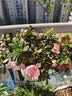 花翁杜鹃花盆栽四季开花带花苞过年花卉室内植物阳台鲜花绿植源头直发 实拍图