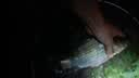 曼戈途超长续航变焦激光炮防水垂钓鱼专用夜钓灯远射强光蓝光充电蝎子灯 六光源激光炮+防水袋+Type充电线 实拍图