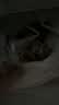 鲜项鲜冻大鱿鱼2-4条净重1.2斤 铁板鱿鱼烧烤火锅食材 海鲜生鲜 送礼 实拍图