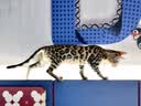 大宠爱猫狗驱虫药 体内外同驱虫滴剂 2.5kg以下犬猫通用 1支装 实拍图