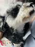 愛肯拿（ACANA）狗粮 成犬小型犬 全价通用无谷鱼禽配方进口犬粮6kg效期27/1 实拍图