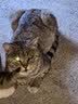 伟嘉猫粮成猫全价猫粮亮毛蓝猫均衡营养10kg海洋鱼夹心粮【原料透明】 实拍图