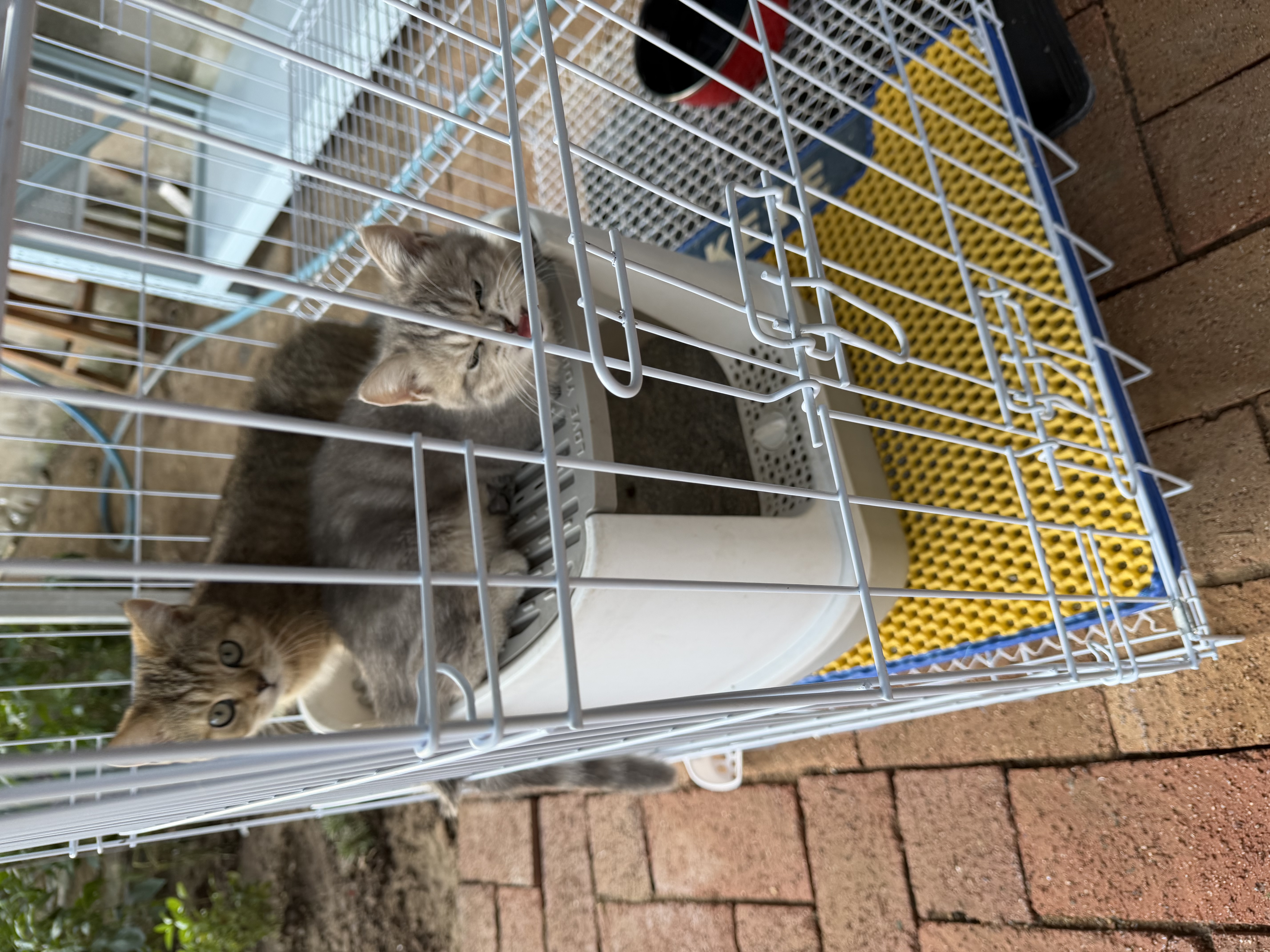 腆宠猫笼猫窝猫别墅猫咪笼子大号狗笼子猫笼子带厕所家用室内猫舍猫屋 实拍图