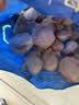獐子岛 冻煮虾夷扇贝800g 去脏去沙 海鲜生鲜贝类火锅食材原料中秋聚餐 实拍图