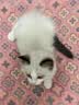 pidan猫砂 豆腐膨润土70%:30%混合1.9kg 实拍图