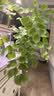 史丹利绿植营养肥料盆栽植物通用型室内有机家庭绿叶观叶型复合肥500g 实拍图