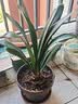 四季君子兰盆栽室内花带花苞老苗圆头和尚君子兰花卉植物好养绿植 中国红9-11片叶【当年开花】5年苗 实拍图