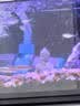 派乐特鱼缸青龙石松皮石溪流石造景石天然真石头草缸假山底砂盆景微景观 实拍图