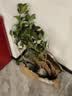 桂花树苗盆栽室内四季桂花卉植物金桂丹桂庭院大树浓香型绿植开花 精品四季桂花60-70cm【原土球发货】 实拍图